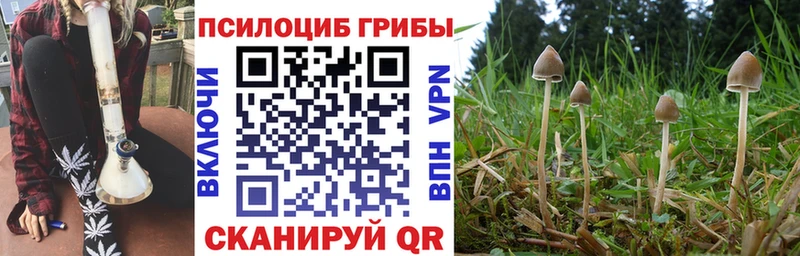 даркнет Telegram  Краснознаменск  Псилоцибиновые грибы Psilocybe 